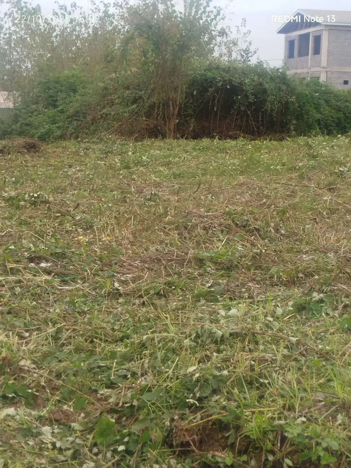 چمن زنی و علف زنی|خدمات باغبانی و درختکاری|کوچصفهان, |دیوار