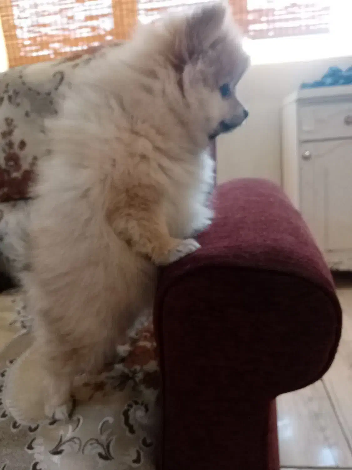 سگ پامرانین پامرماده|سگ|تهران, صادقیه|دیوار