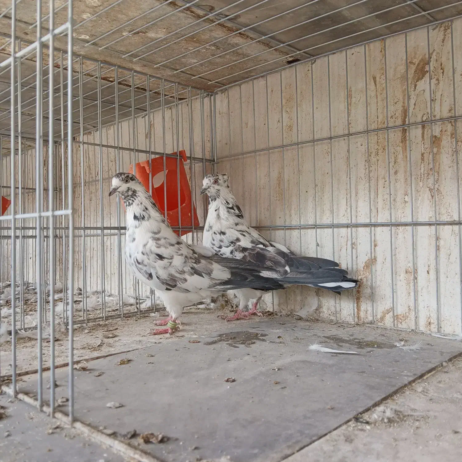 کفتر پرشی کاشان|پرنده|کاشان, طاهرآباد|دیوار