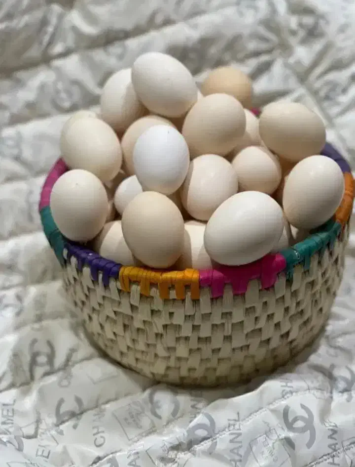 تخم مرغ محلی|خوردنی و آشامیدنی|دزفول, |دیوار