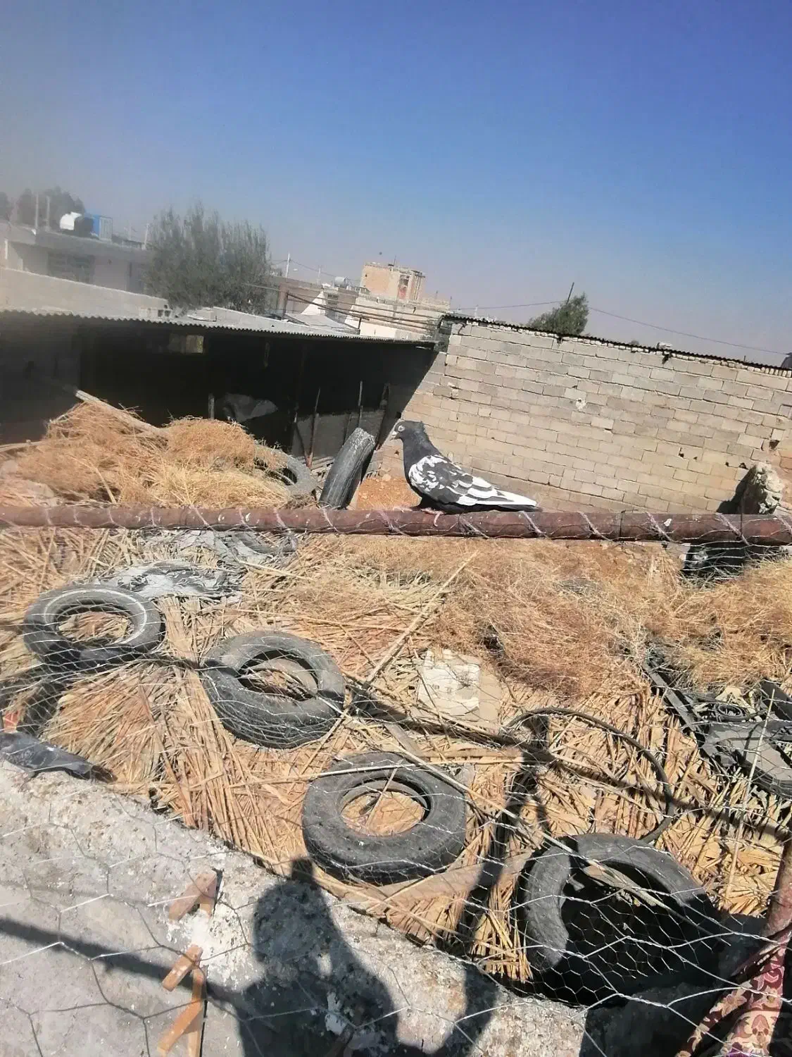 کفتر کبوتر بهبونی|پرنده|مرودشت, تخت جمشید|دیوار