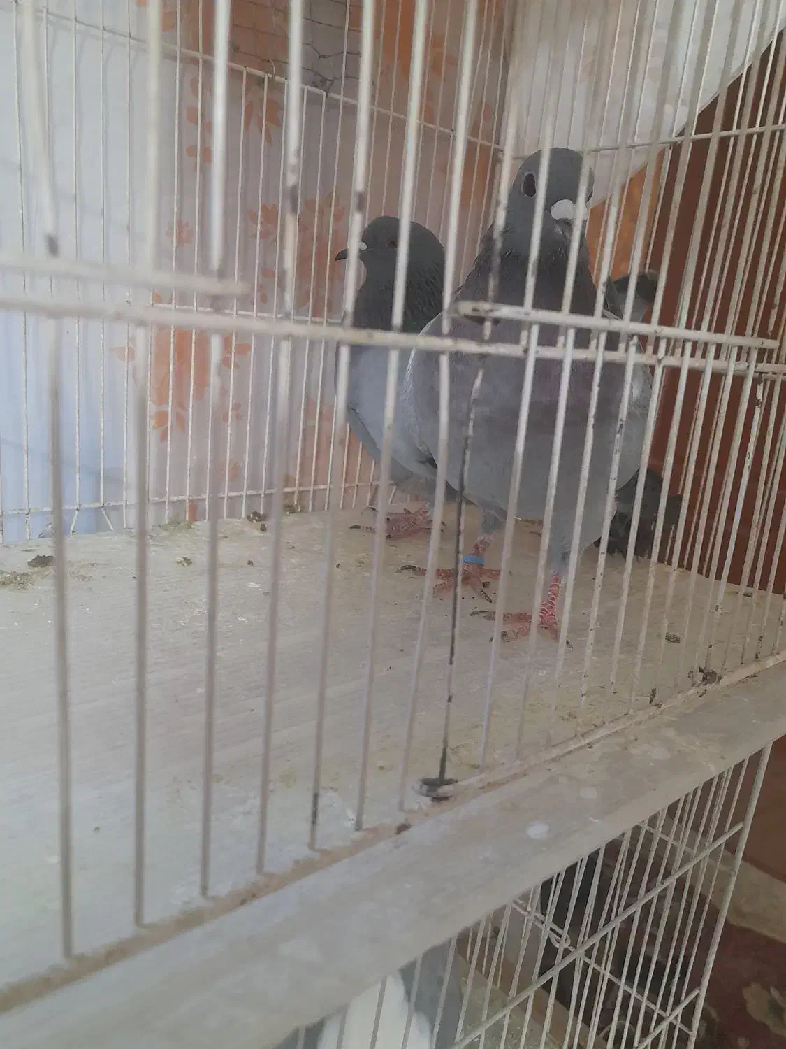 کفتر و عروس هلندی|پرنده|گلبهار, شهر جدید گلبهار|دیوار