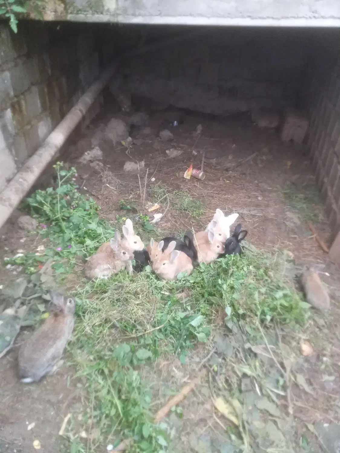 خرگوش جوان نر و ماده|موش و خرگوش|رحیم‌آباد, |دیوار