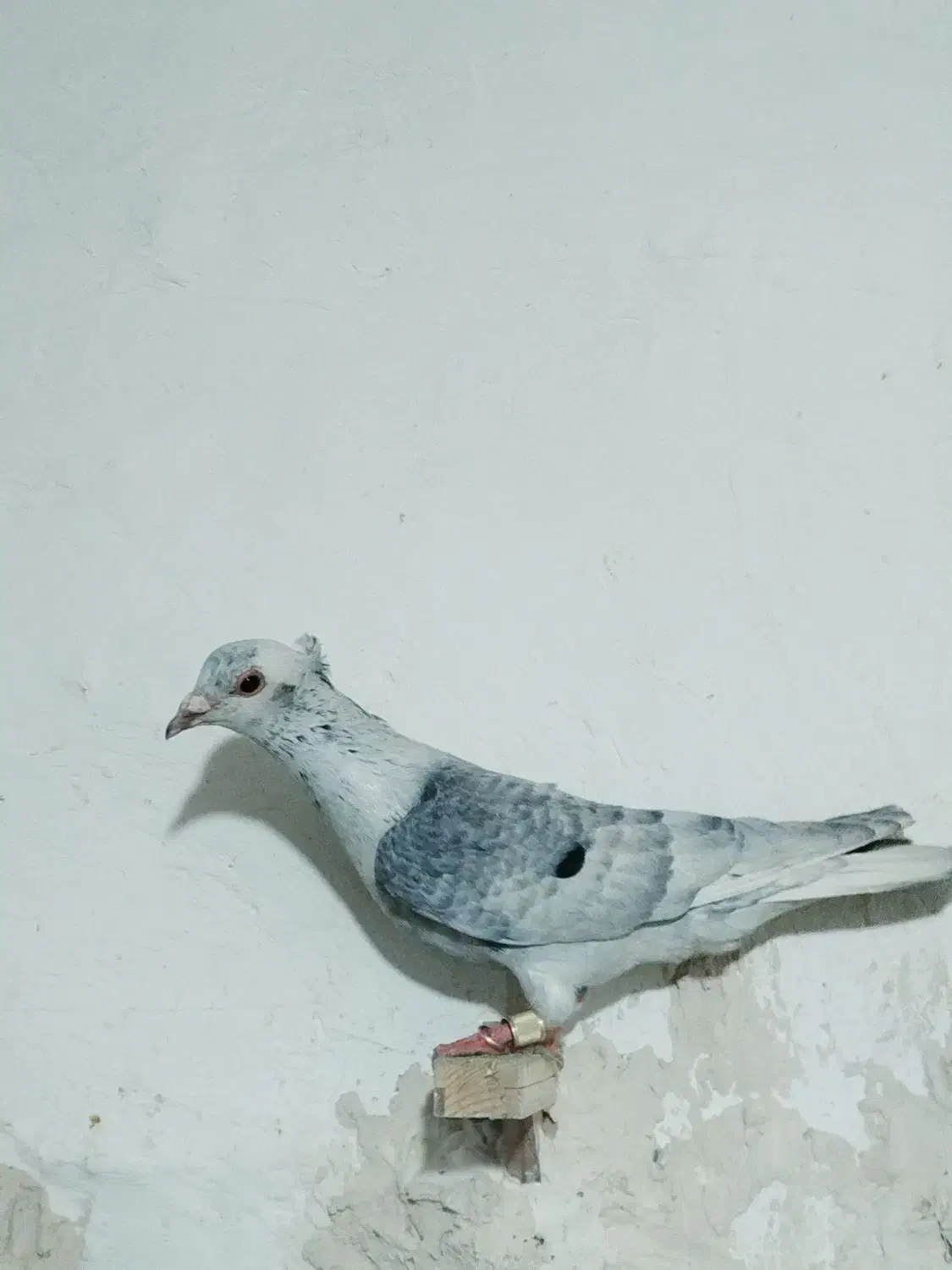 پاکستانی دم سفید|پرنده|مشهد, ویلاشهر|دیوار