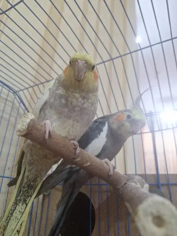 جفت عروس هلندی تخم گذار|پرنده|اهواز, کیانپارس |دیوار