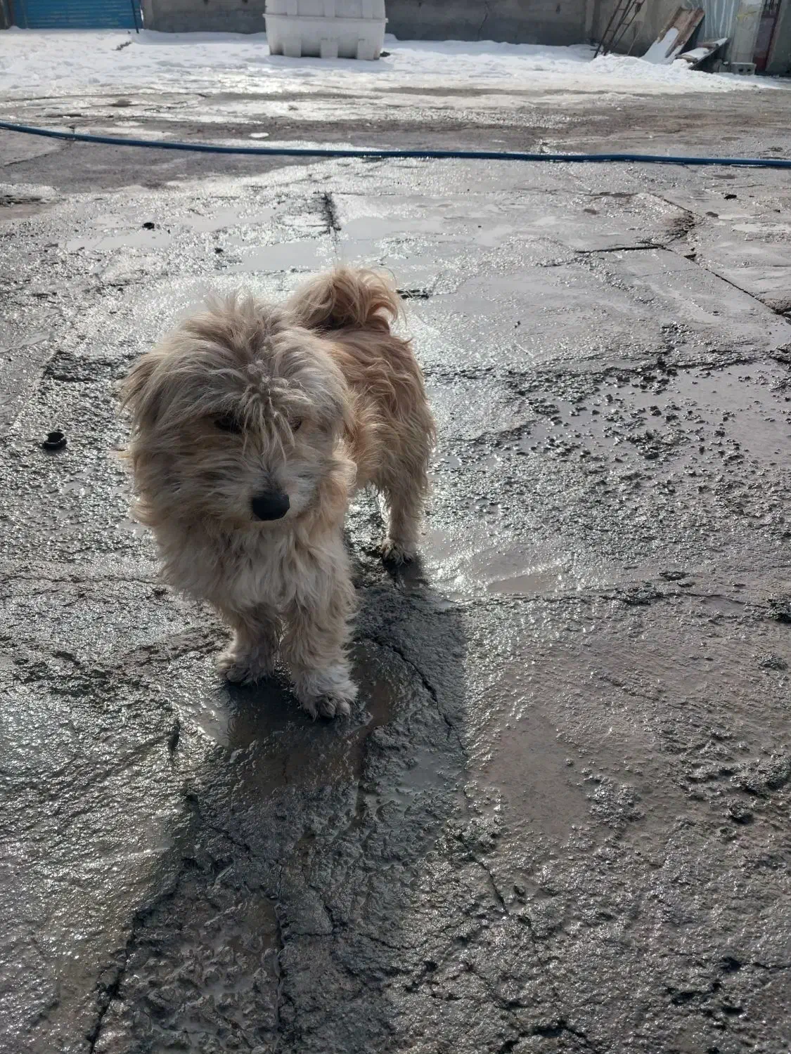 واگزاری سگ|سگ|تبریز, |دیوار