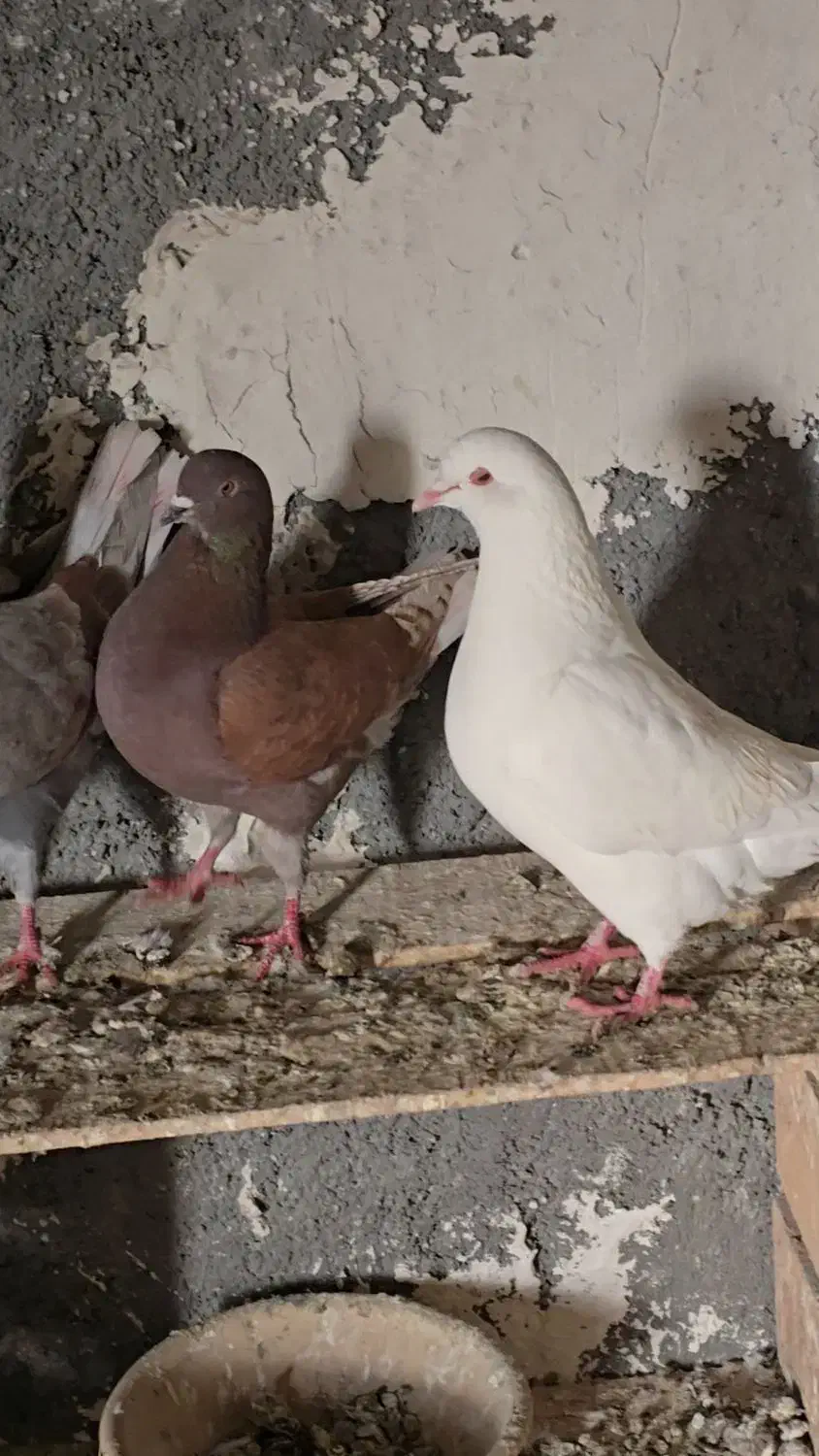 کبوتر کینگ|پرنده|میانه, |دیوار