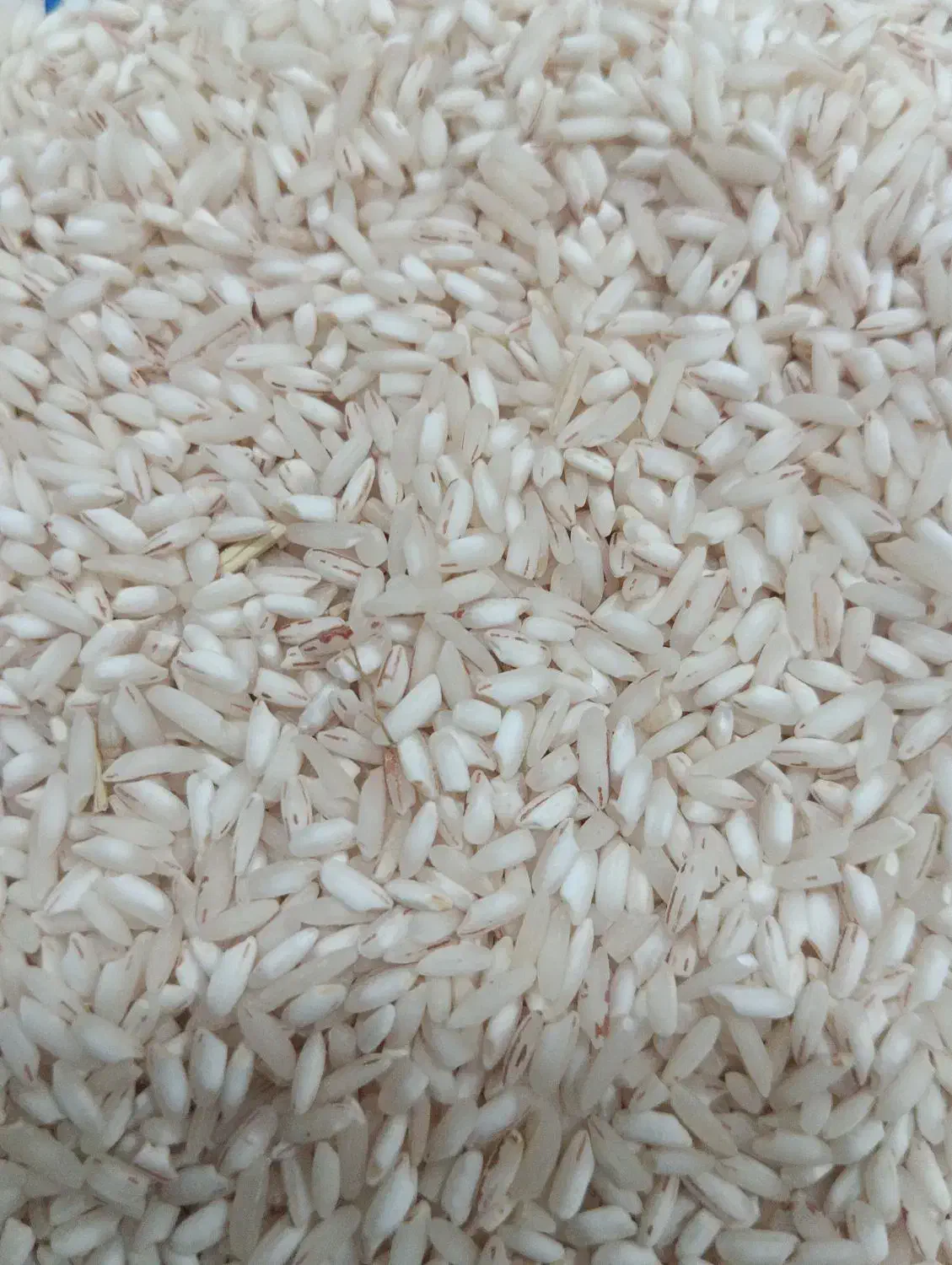 برنج|خوردنی و آشامیدنی|مشگین شهر, |دیوار