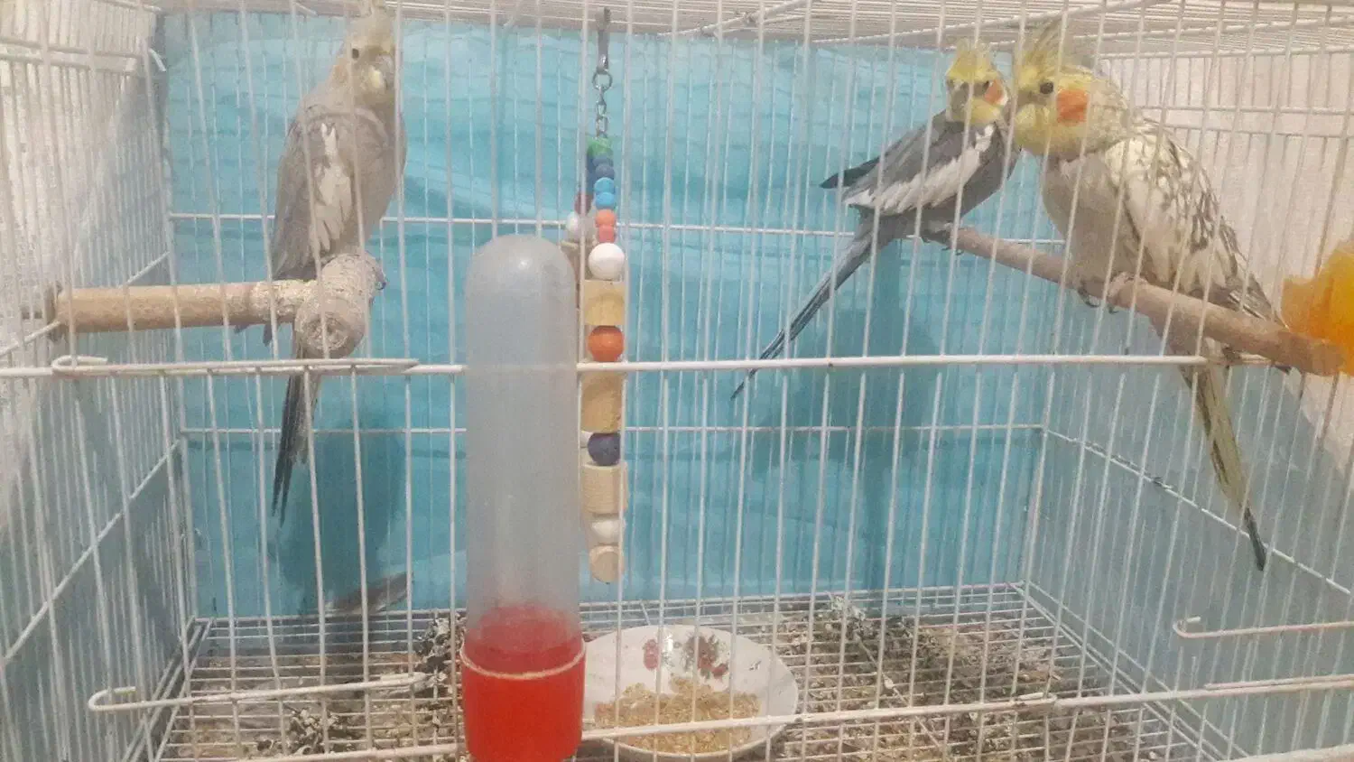 معاوضه با ویدیو|پرنده|رضویه, |دیوار