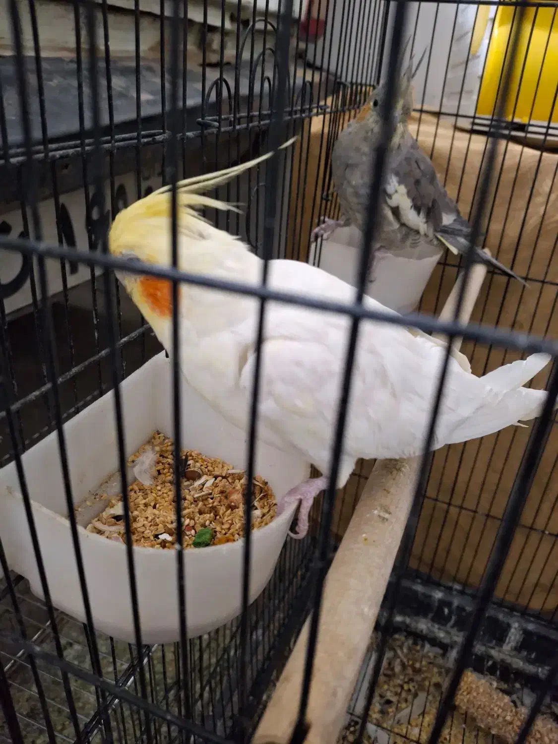 عروس هلندی نر و ماده سالم و سرحال|پرنده|دهگلان, |دیوار