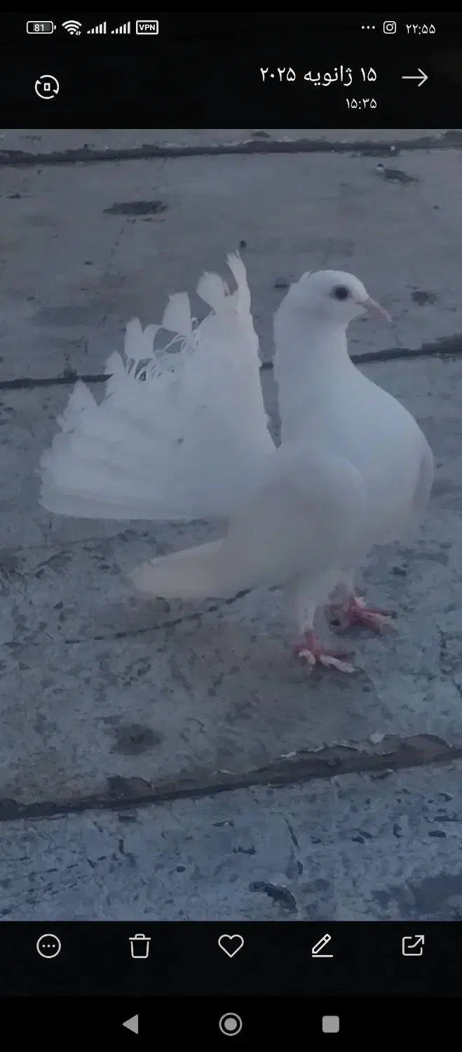 کبوتر گم شده|حیوانات|سقز, |دیوار