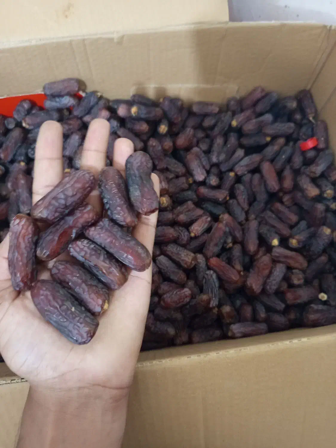 خرما پیاروم خاصویی و..|خوردنی و آشامیدنی|بندرعباس, |دیوار