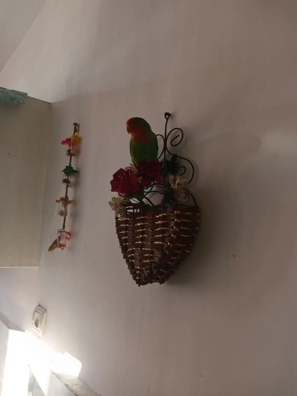 طوطی برزیلی گمشده|پرنده|تاکستان, |دیوار