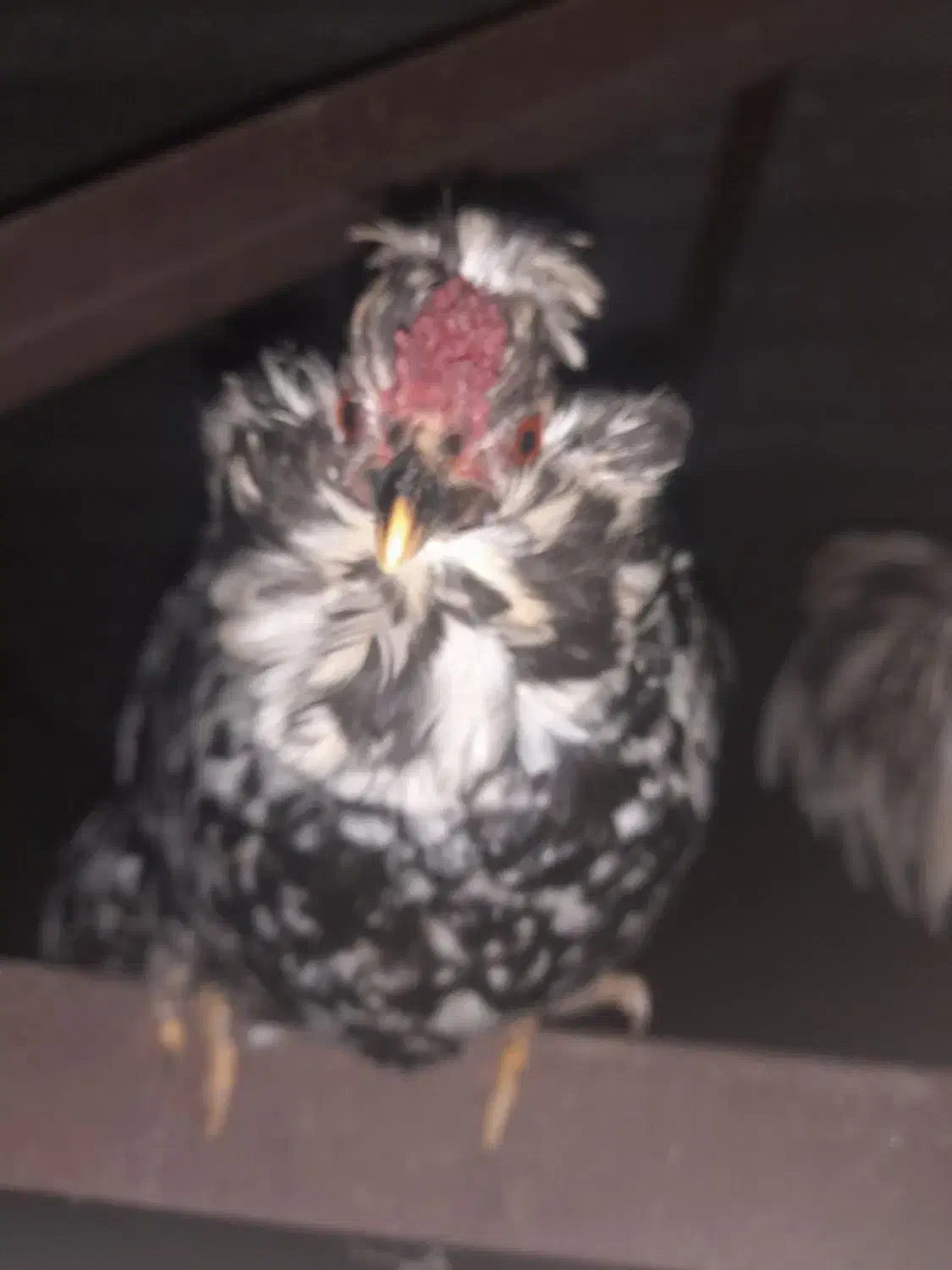 جوجه گلین لری|حیوانات مزرعه|سرخنکلاته, |دیوار