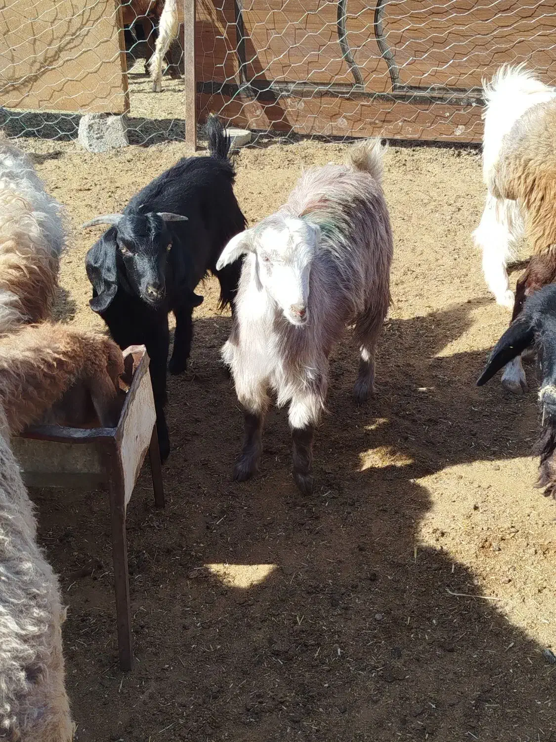 دو عدد بزغاله ماده|حیوانات مزرعه|سبزوار, قصبه شرقی|دیوار