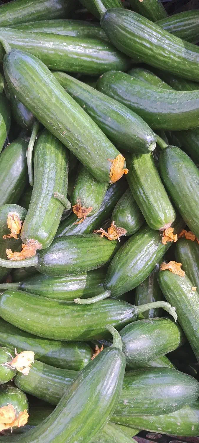 یک سبد نارنگی|خدمات حمل و نقل|انار, |دیوار