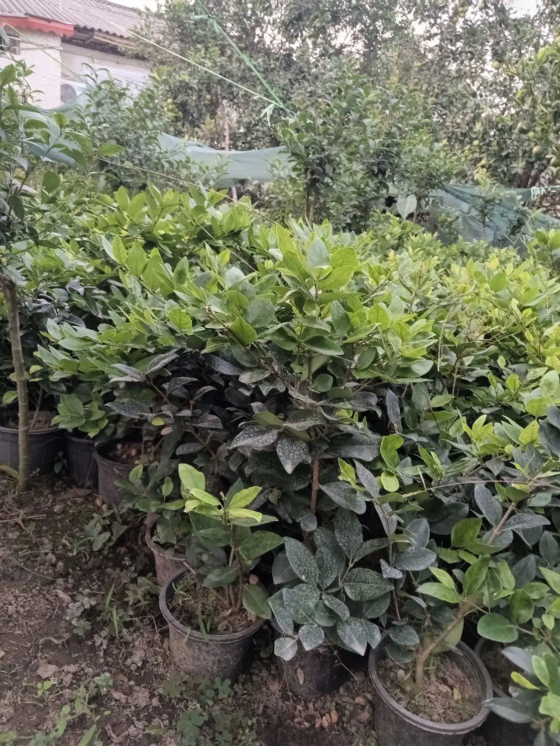 یاس هلندی وگل کاغذی|خدمات باغبانی و درختکاری|نشتارود, |دیوار