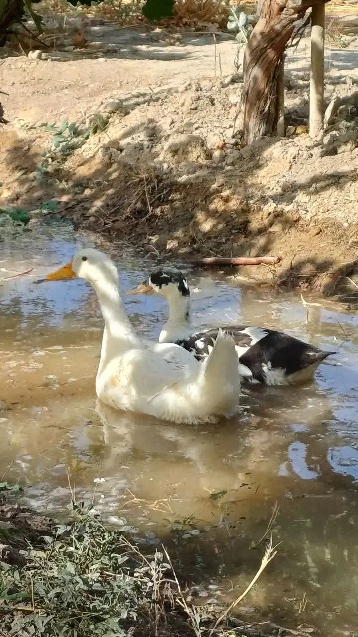 اردک پکنی|حیوانات مزرعه|شاهدشهر, |دیوار