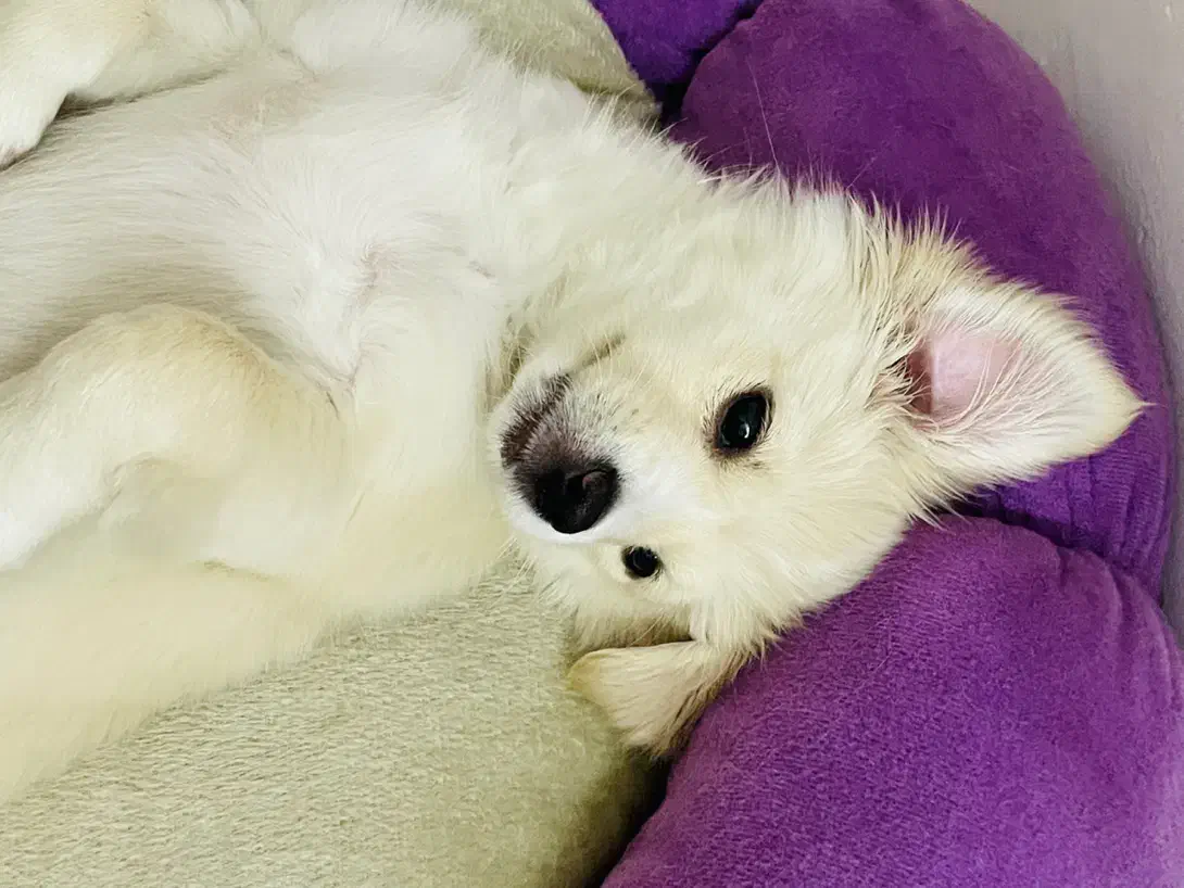 سگ اشپیتز شناسنامه دار|سگ|مشهد, سجادیه|دیوار