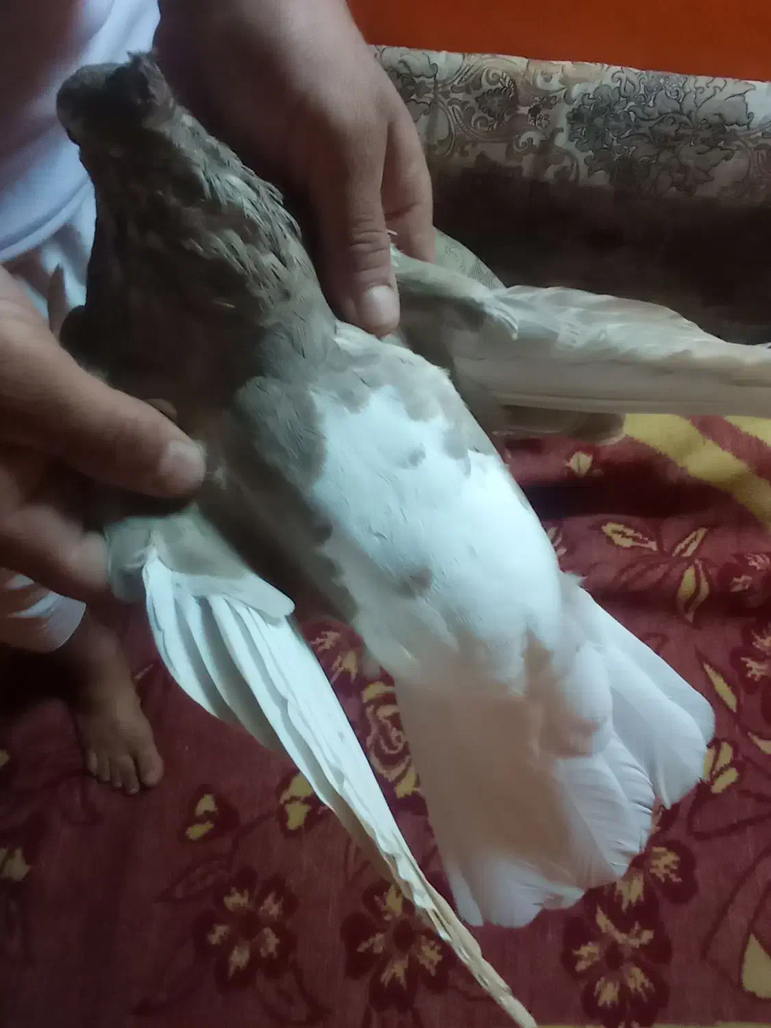 قهوه ای|پرنده|کارون, |دیوار