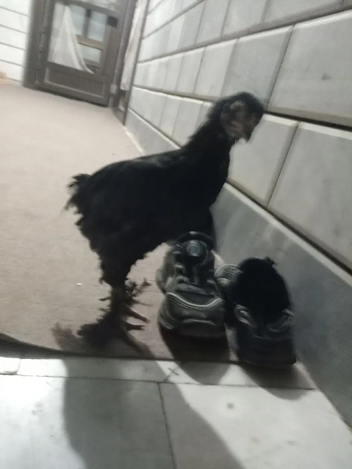 جوجه برهما بلک و خروس محلی|حیوانات مزرعه|خان ببین, |دیوار