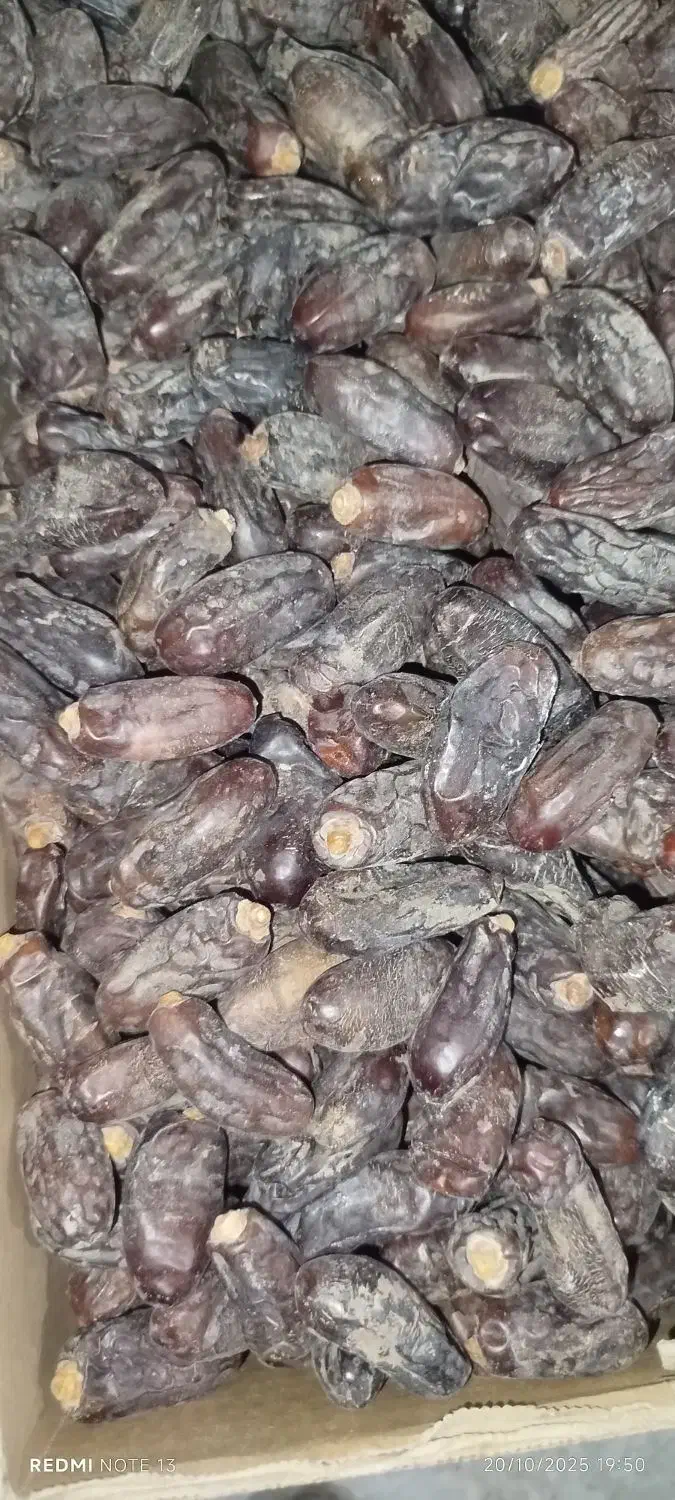 خرما ربی درجه 1|خوردنی و آشامیدنی|بمپور, |دیوار