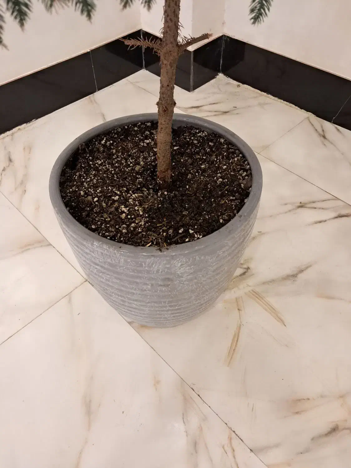 گل کاج مطبق|گل و گیاه طبیعی|تربت جام, زیباکنار|دیوار