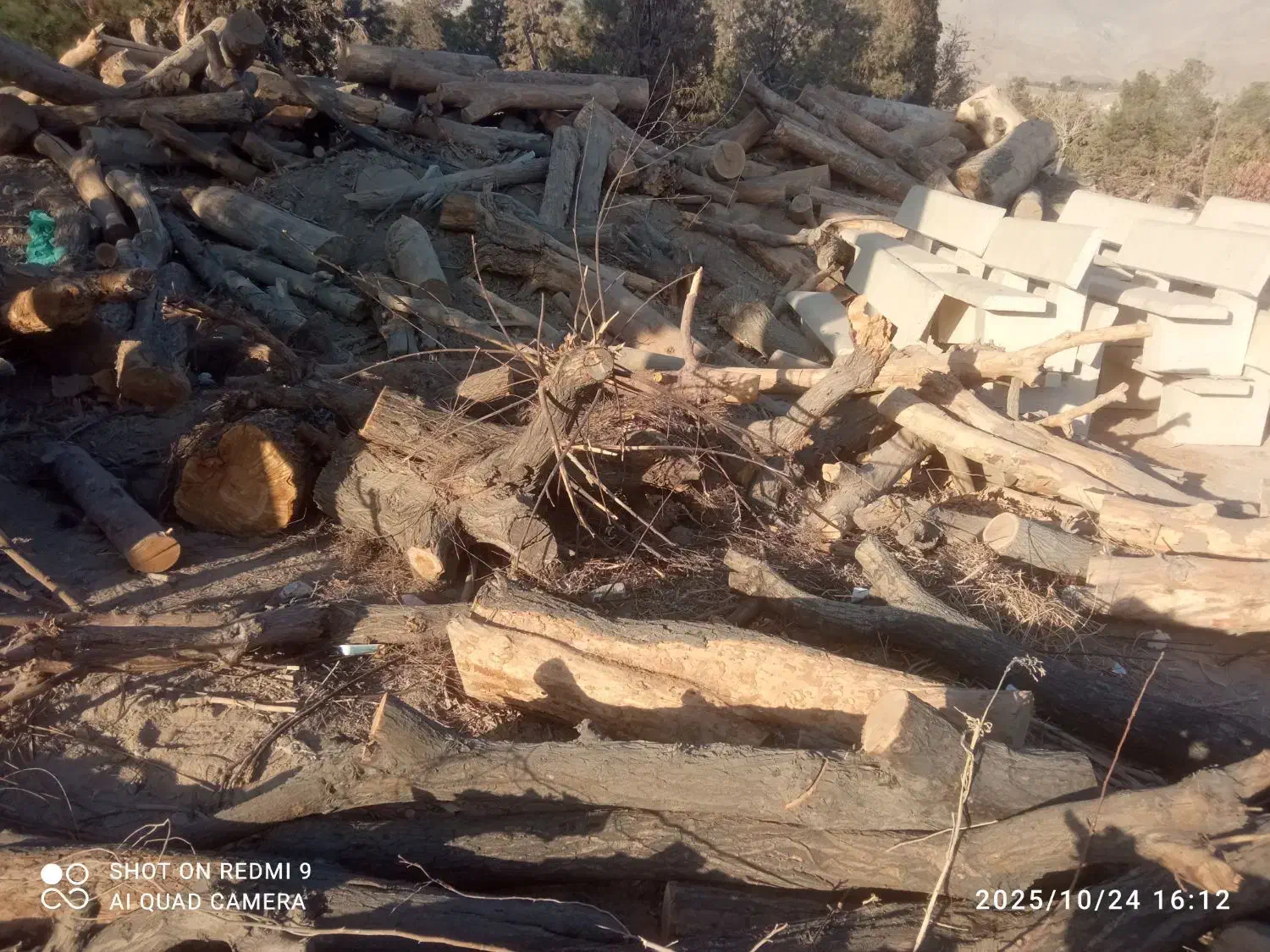 بزرگترین مرکز خرید و فروش  درخت و هرس|خدمات باغبانی و درختکاری|اسلامشهر, زرافشان|دیوار