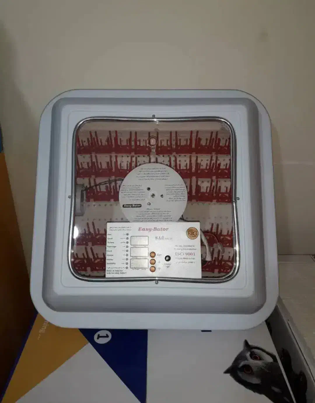 تخم نطفه دار|حیوانات مزرعه|کلاچای, |دیوار