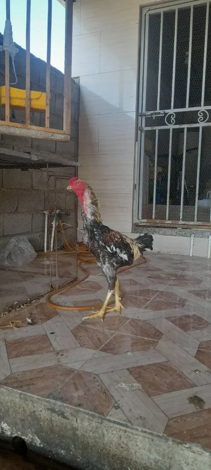 مرغ خروس لاری|حیوانات مزرعه|گمیشان, |دیوار