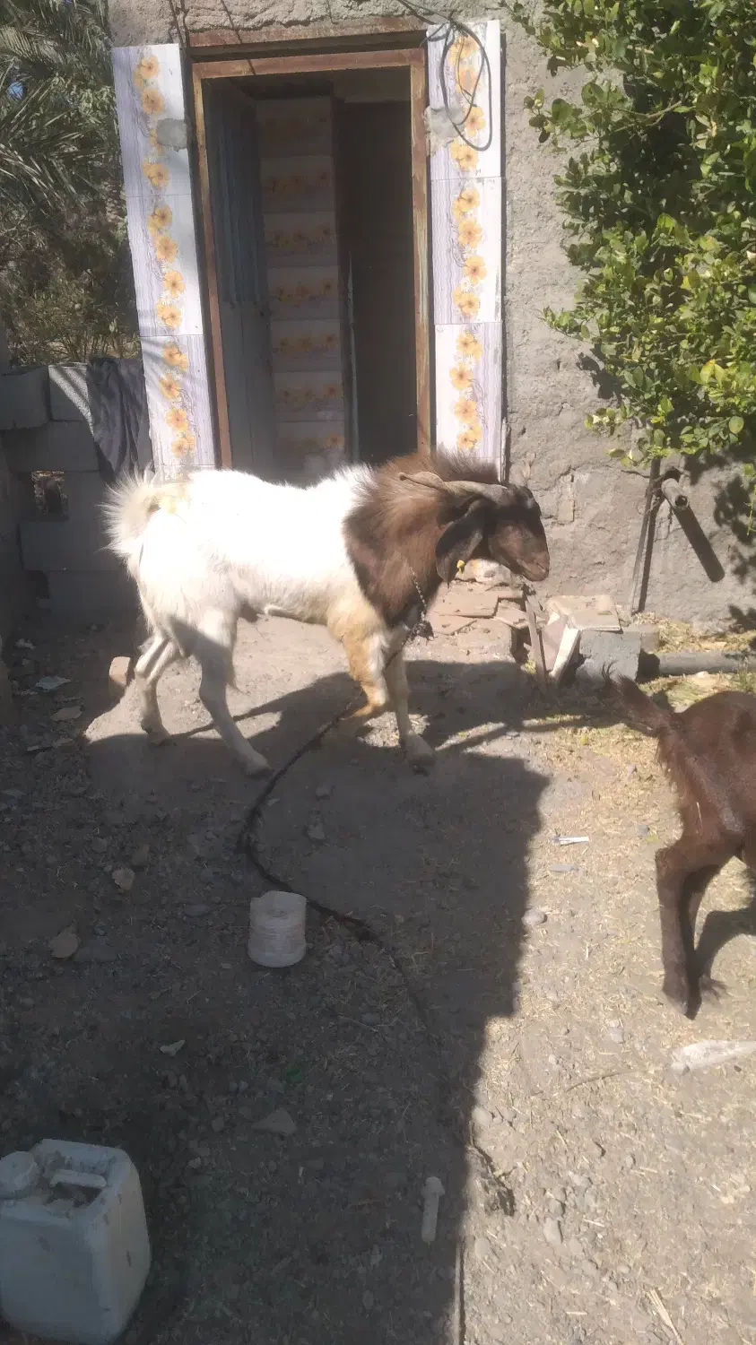 نری فروشی|حیوانات مزرعه|کهنوج, |دیوار