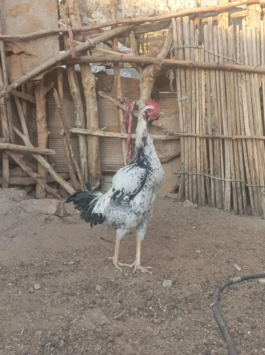 خروس|حیوانات مزرعه|ایرانشهر, |دیوار