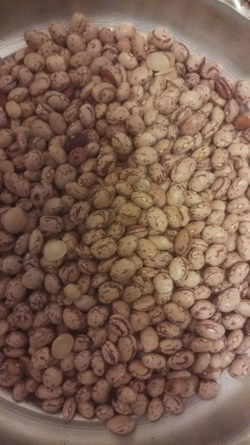 لوبیا وگندم بزری|خوردنی و آشامیدنی|اراک, |دیوار