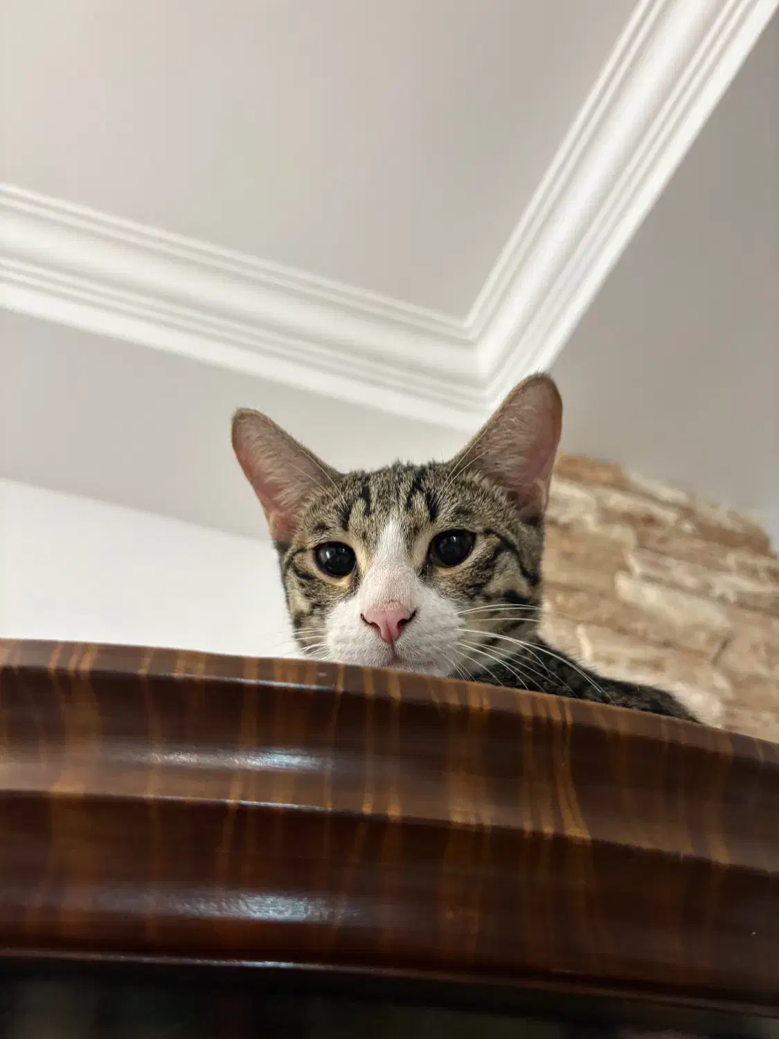 گربه ی نر مهربون و بامزه|گربه|ساری, |دیوار