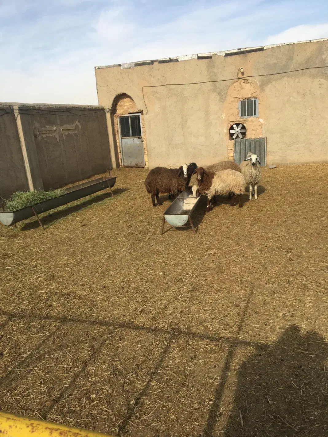 بره نر|حیوانات مزرعه|معصومیه, |دیوار