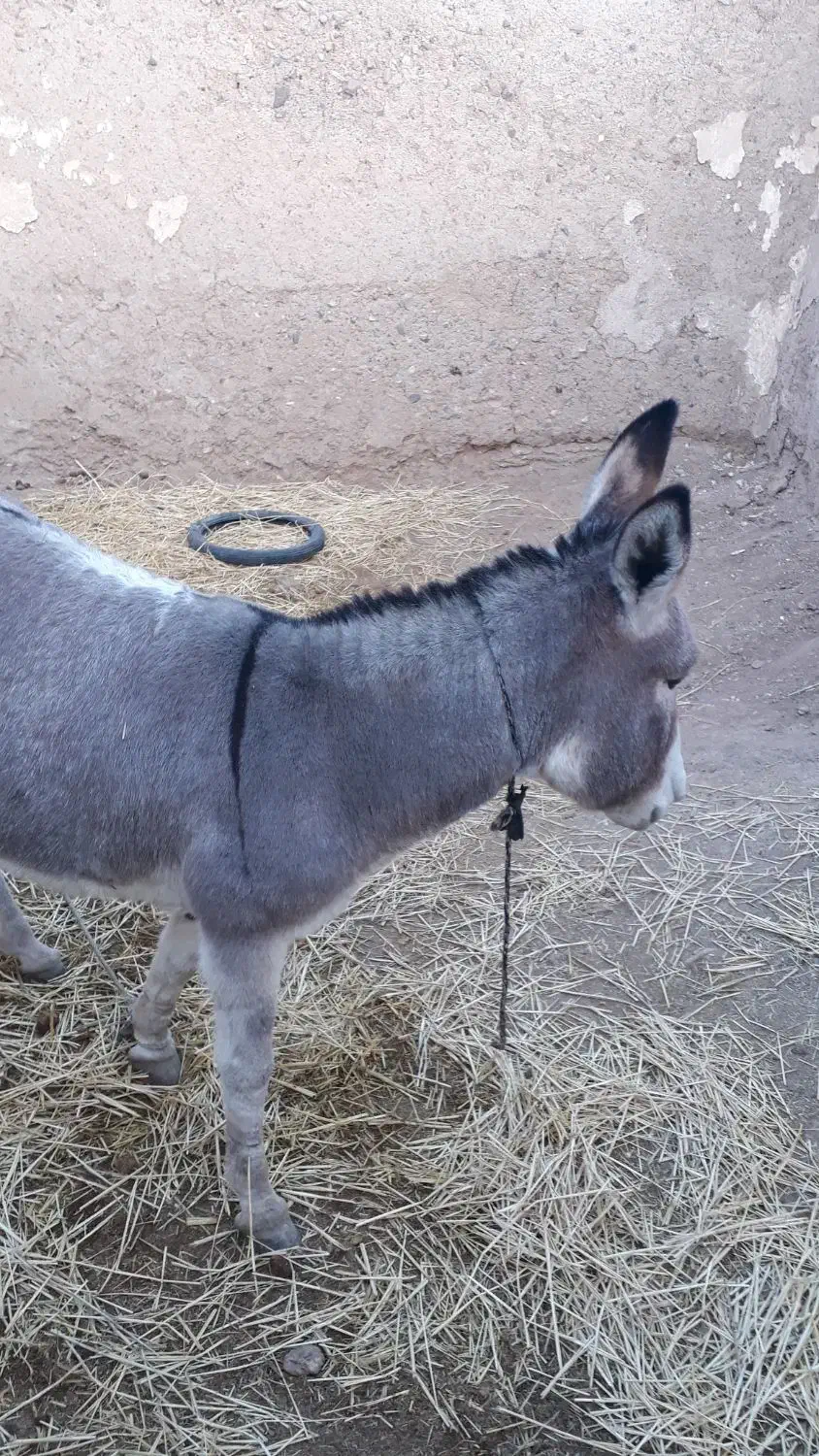 الاغ گوسفند تندرو|حیوانات مزرعه|میانه, |دیوار