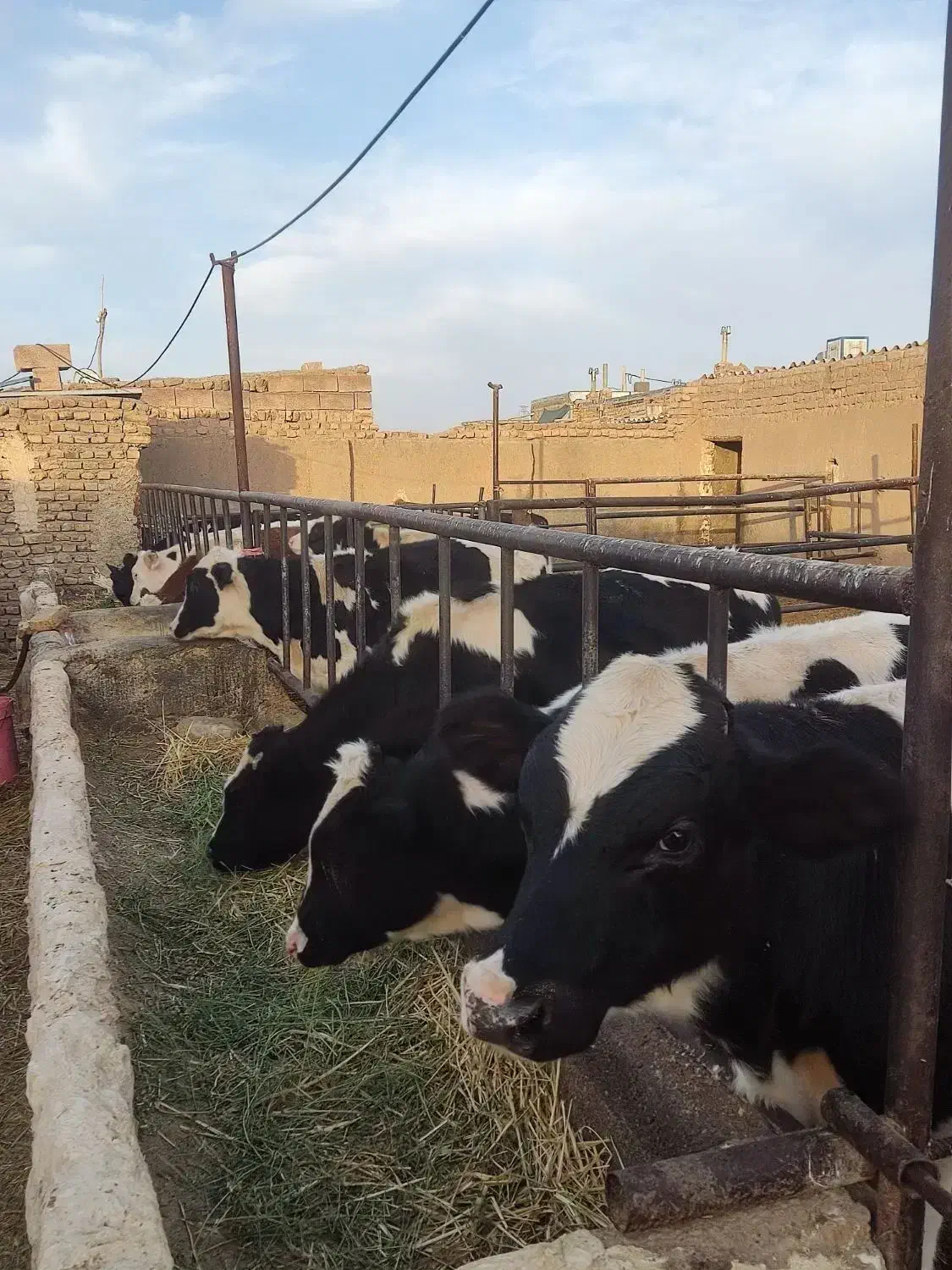 گوساله نر باخرز|حیوانات مزرعه|تربت جام, جامی|دیوار