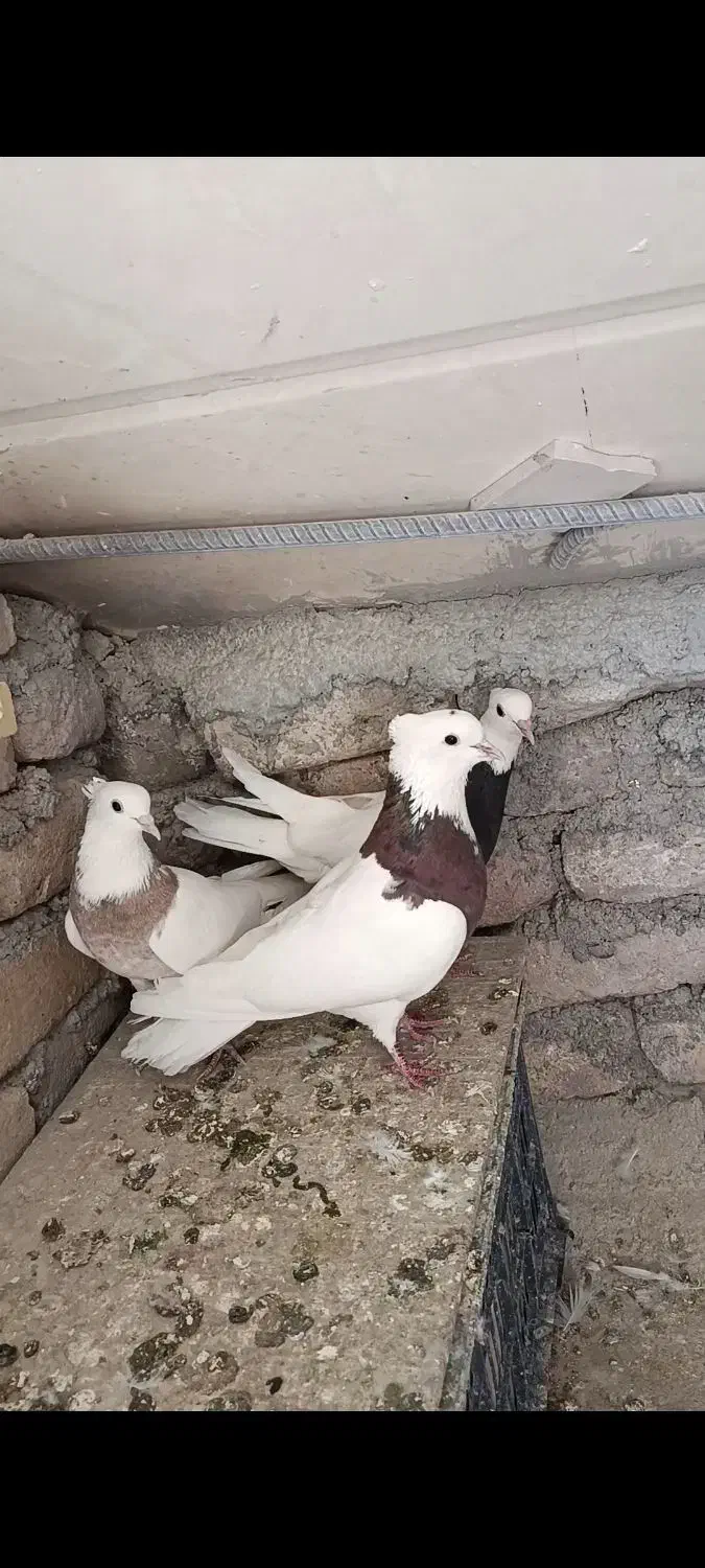 نرماده طوقی جوجه کن|پرنده|دورود, |دیوار