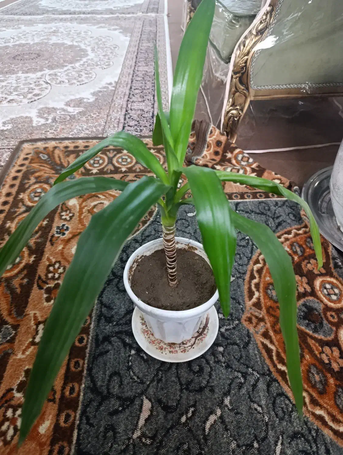 گل یوکا|گل و گیاه طبیعی|سلماس, |دیوار