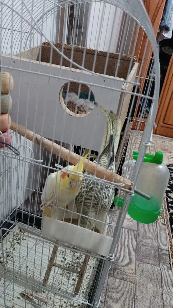 عروس هلندی|پرنده|زنده رود, |دیوار