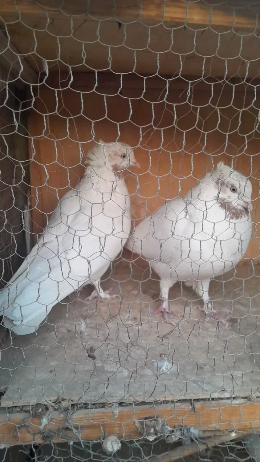 کبوتر|پرنده|تهران, تختی|دیوار