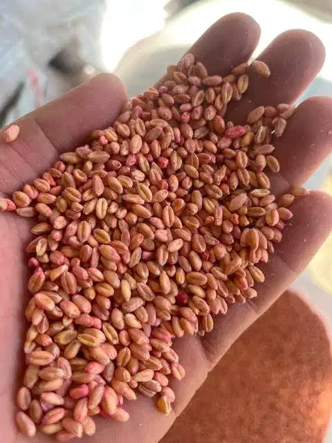 بذر گندم آبی پیشگام  و دیم صدرا|خدمات باغبانی و درختکاری|کامیاران, |دیوار