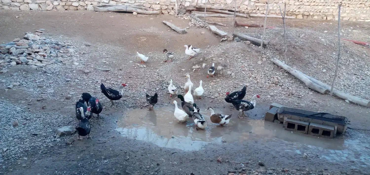 اوردک و غاز محلی|لوازم جانبی حیوانات|دیواندره, |دیوار