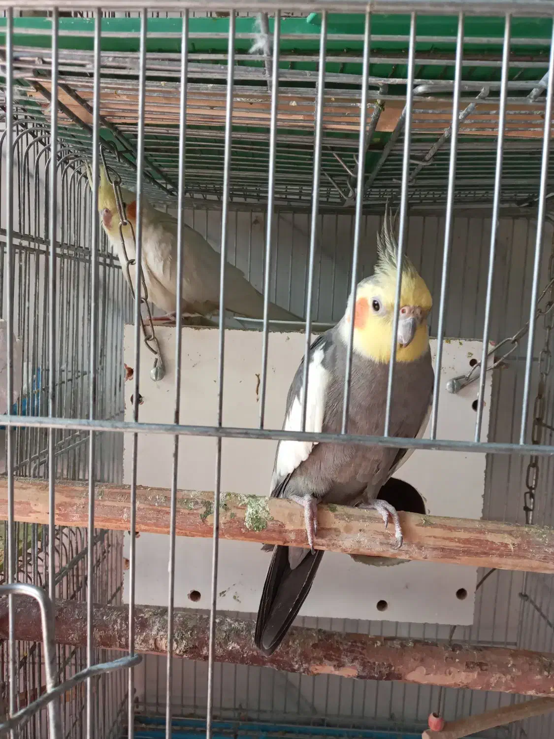 عروس هلندی|پرنده|اصفهان, فجر|دیوار