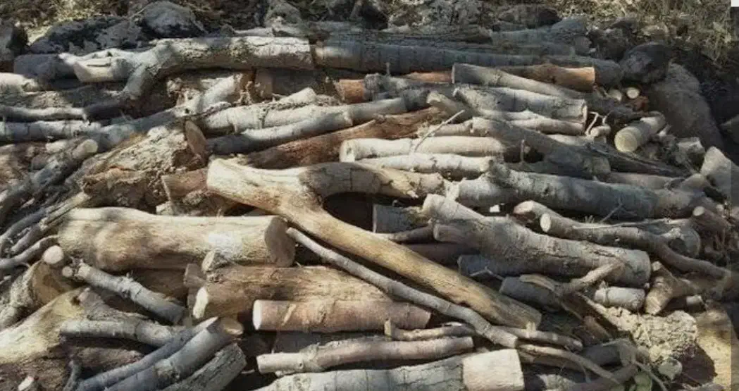 خریدار انواع چوب باغی و...|خدمات باغبانی و درختکاری|کردکوی, |دیوار