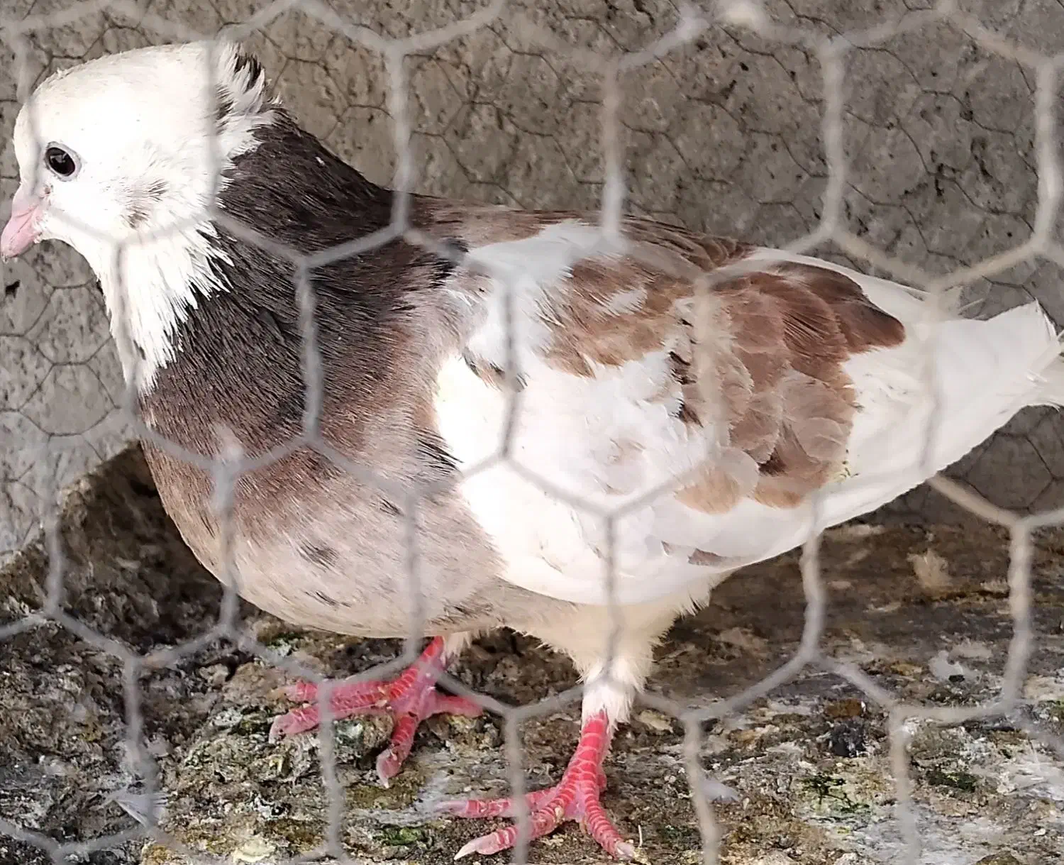 کفتر گمشده متن را. بخوانید|حیوانات|یزد, |دیوار