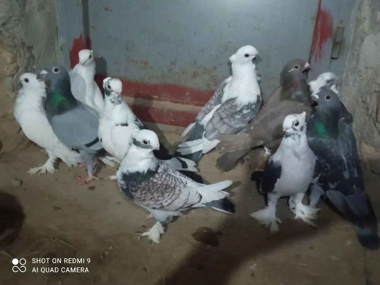 10 عدد کبوتر بلژیکی اصل طاووسی|پرنده|گنبد کاووس, |دیوار