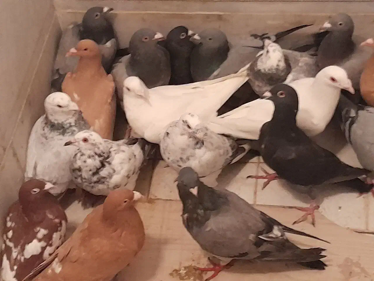 ۲۶عددکفتررنگی به شرط ناجلد یک جادونه ایی ۳۰۰|پرنده|حمیدیا, |دیوار