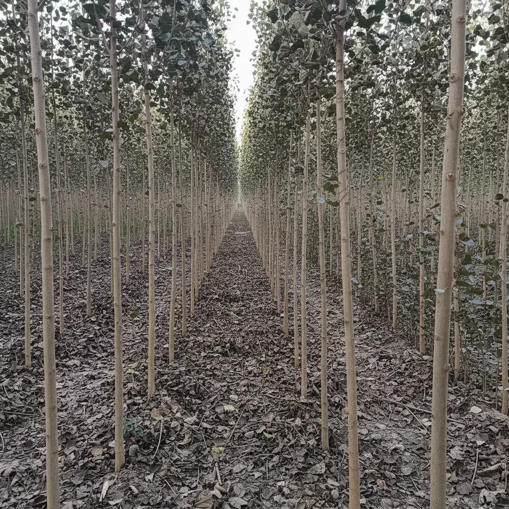 فروش ویــژه صنـوبــرهای ممتاز با ضمانت رشد|خدمات باغبانی و درختکاری|سنندج, |دیوار