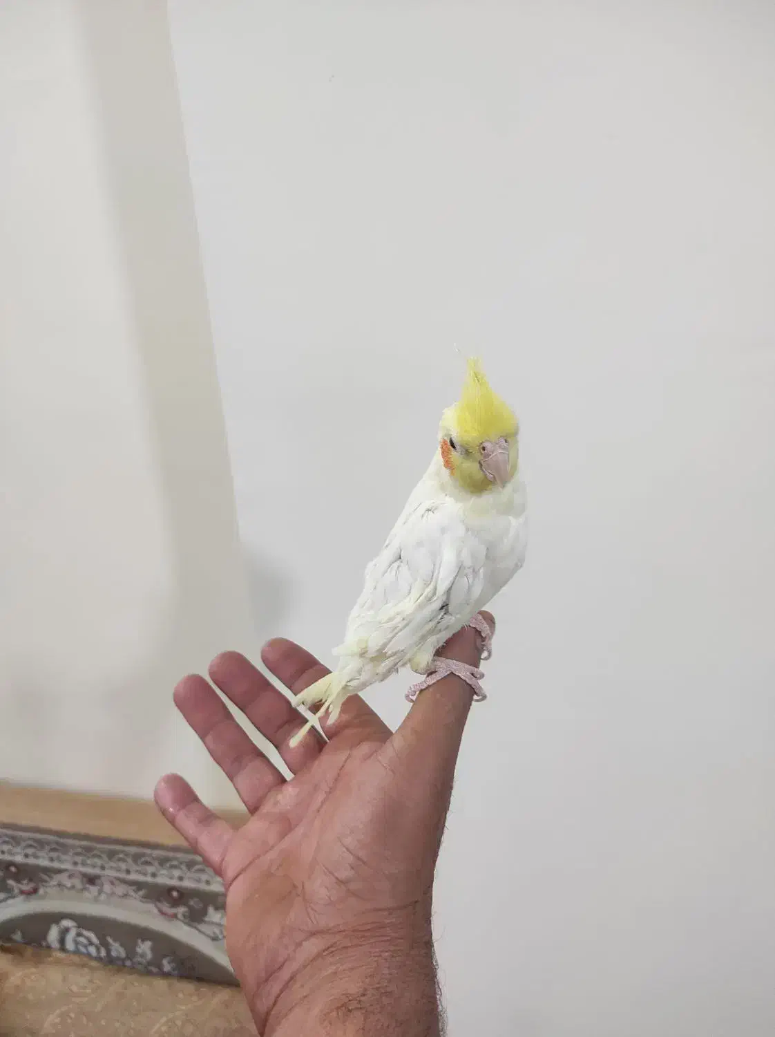 یک عدد عروس هلندی|پرنده|رباط‌کریم, مسکن مهر آبشناسان|دیوار